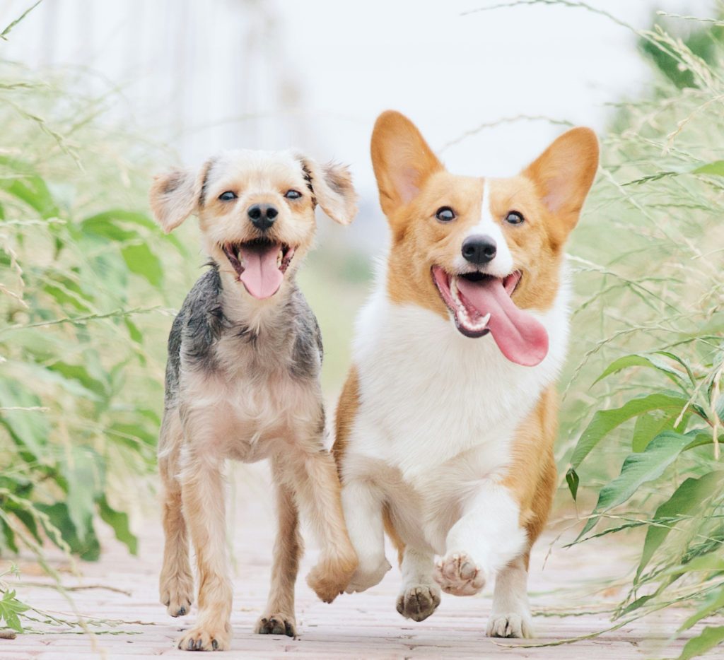 white and brown corgi besides brown dog