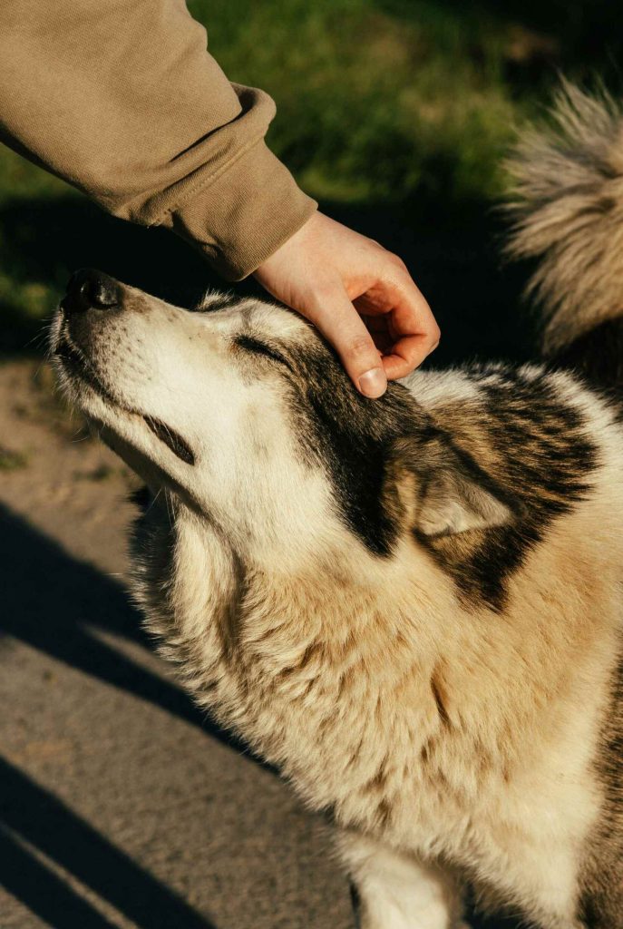 A hand pets a fluffy dog outdoors.