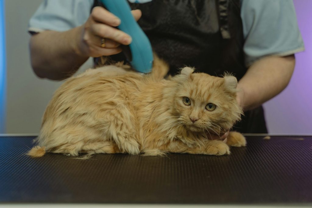 Professional groomer uses clippers to trim a ginger cat's fur during a grooming session indoors.