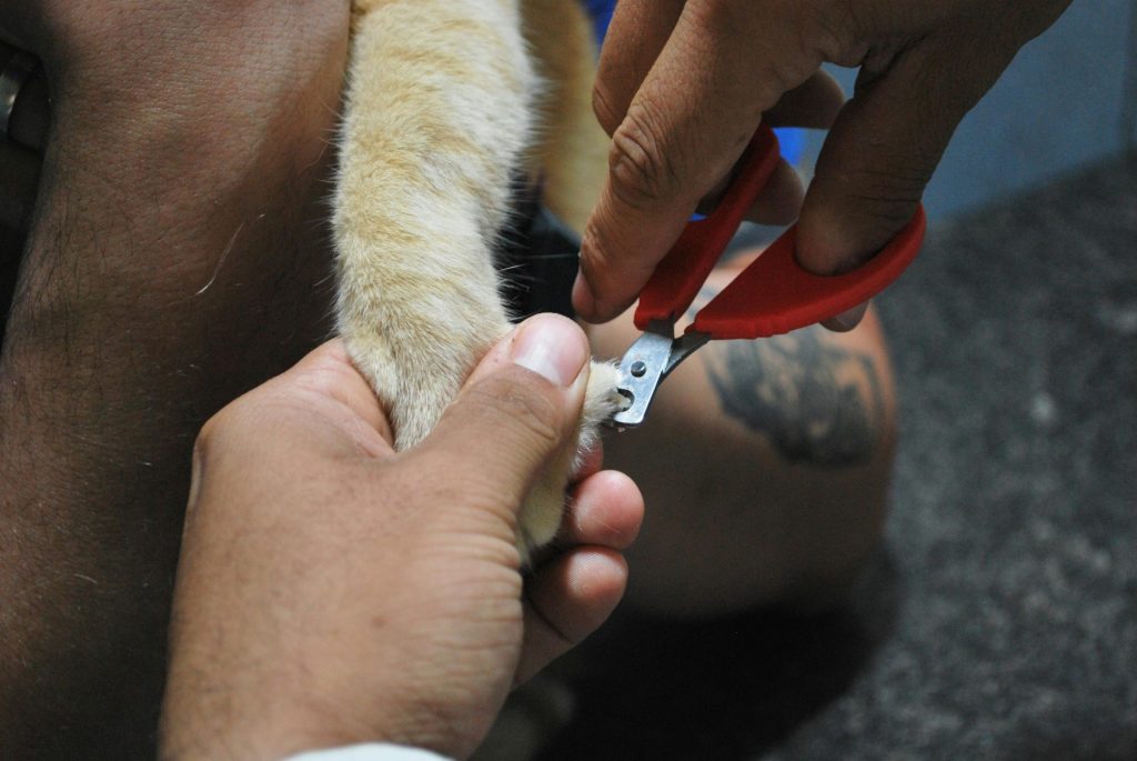 Close-up of a pet's paw being carefully trimmed with nail clippers.