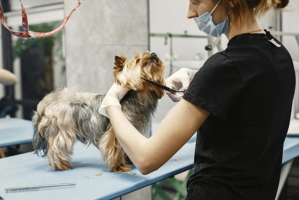 Experienced groomer carefully trims a Yorkshire Terrier in a pet salon.