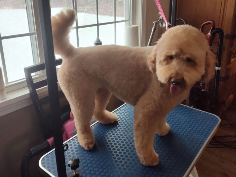 Groomed dog on table