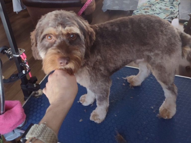 Groomed dog with human hand