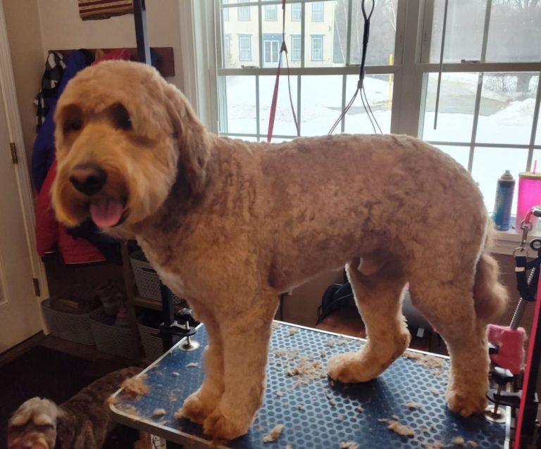 Groomed dog standing on table