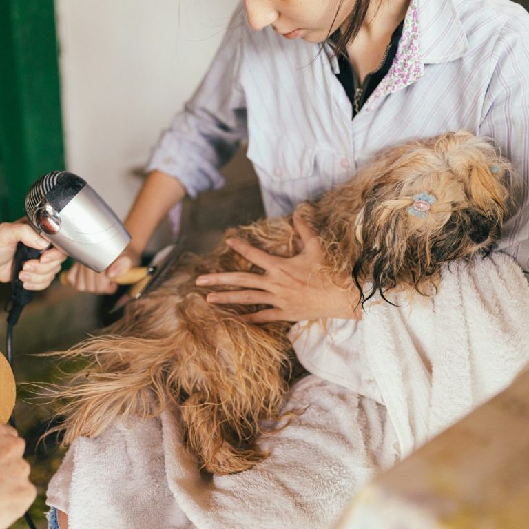 A woman is using a blow dryer to dry a small dog, focusing on its fur with care and attention.