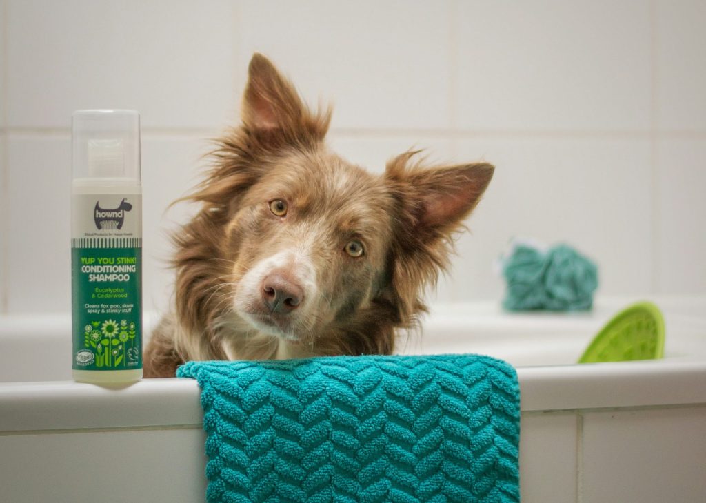 a dog sitting in a bathtub next to a blue towel