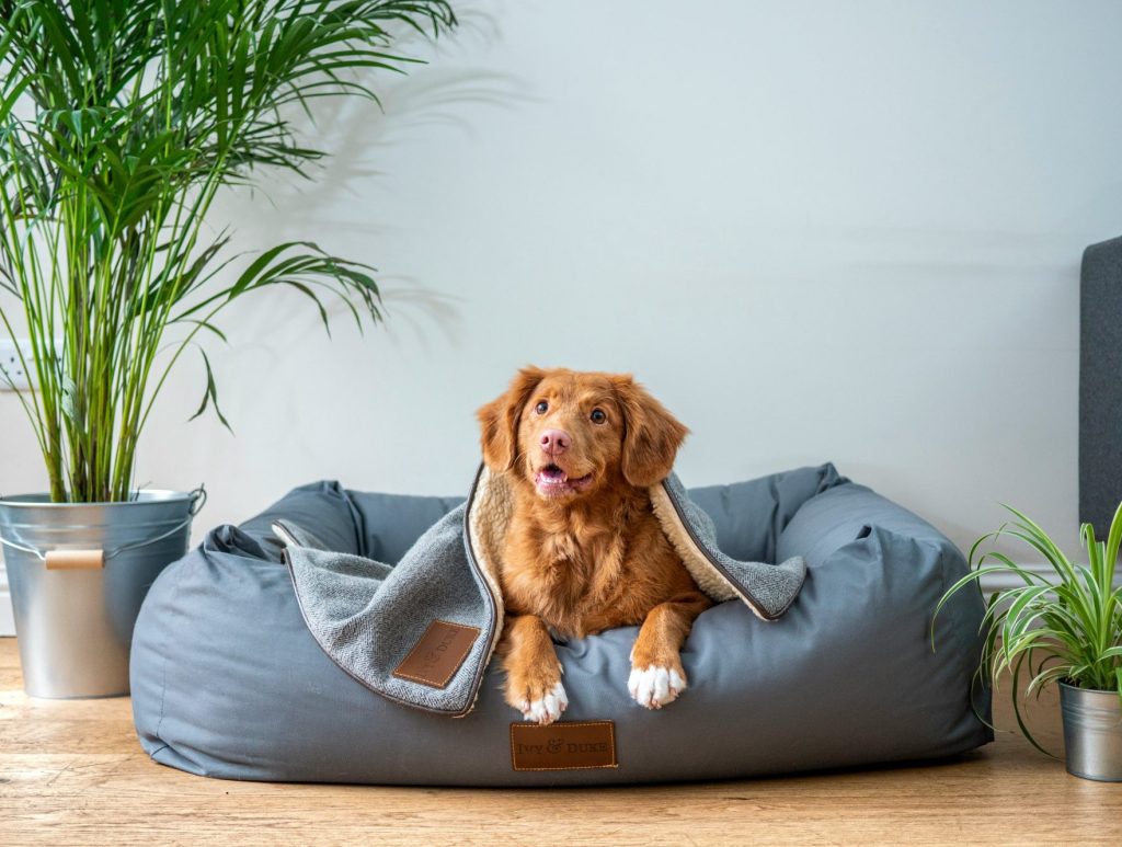 brown short coated dog on gray couch