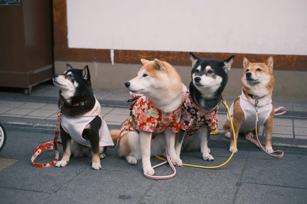 a group of four dogs sitting next to each other