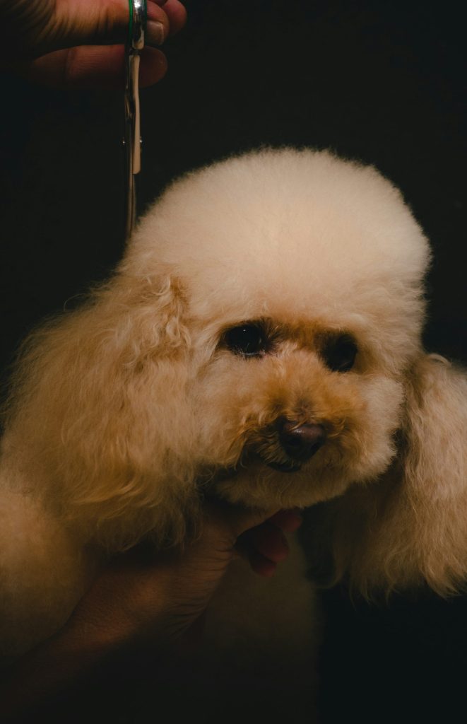 white poodle on persons hand